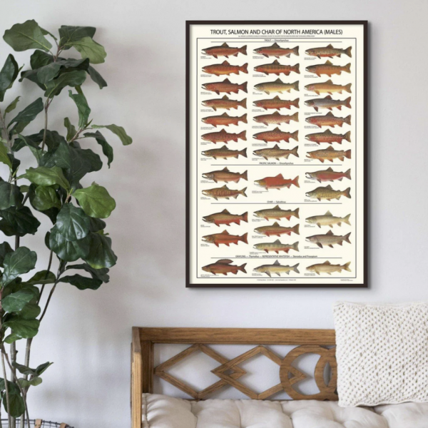 Poster Trucha, Salmon y Salvino - Macho